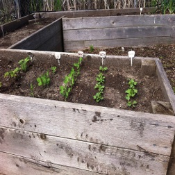 Planting a brighter future: how a mental health facility uses gardening as a therapeutic tool.